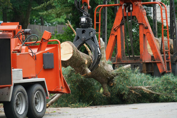 How Our Tree Care Process Works  in Maple Lake, MN